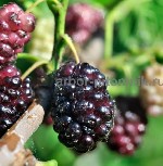 Питомник Арбор предлагает плодовые деревья и деревья крупномеры (взрослые деревья) с доставкой и посадкой из питомника в Московской области.  

Более 20 лет мы сами выращиваем саженцы на собственных ...