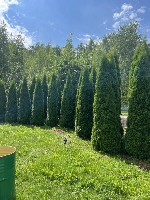 В Продаже!!!
Туя западная Смарагд!
Продажа одним лотом - 50 шт
Высота 320-340-360-370 см
Цена за 1 шт - 30000₽ наличный расчет
Качество Экстра
По всем вопросам звоните-пишите по номеру
8-903-40 ...