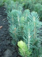 Растения объявление но. 4219347: Сеянцы,  саженцы хвойных растений из питомника