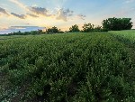 Растения объявление но. 4388526: Кизильник блестящий с окс