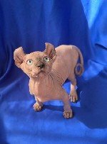 Кошки, котята объявление но. 3812994: Котята Эльф