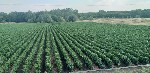 Продам участок объявление но. 4406864: Продаются земельные участки 5 га (ИЖС)