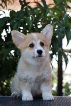 Собаки, щенки объявление но. 4409927: Продаются щенки вельш корги пемброк от титулованных родителей