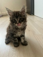 Кошки, котята объявление но. 4328297: Котята Мейн-куна