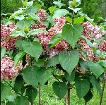 Растения объявление но. 3652837: Саженцы и крупномеры сирени из Подмосковного питомника,  здоровые и крепкие растения.