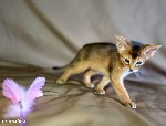 Кошки, котята объявление но. 4405579: Абиссинские котята — грация и интеллект в вашем доме