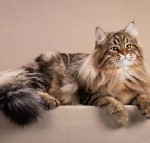 Разное объявление но. 3402305: Питомник кошек сибирской породы традиционного окраса Golden Mascot’s