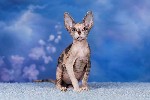 Кошки, котята объявление но. 4315307: Питомник сфинксов,  эльфов,  бамбино Скорпион
