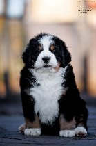 Мы рады объявить о продаже очаровательных щенков бернского зененхунда! Эти мягкие и добрые гиганты ищут свою новую семью!

Бернский зененхунд – это замечательная порода для семей с детьми.  Они отли ...