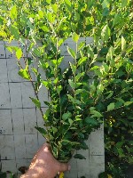 Растения объявление но. 4388526: Кизильник блестящий с окс