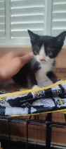 Кошки, котята объявление но. 4296084: Котята