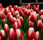 Растения объявление но. 4199737: Тюльпаны оптом от производителя на 8 марта