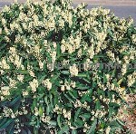 Растения объявление но. 3994935: Сакура (вишня японская декоративная) в горшках для посадки купить в Москве и Подмосковье