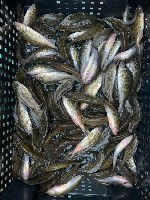 Компания "Рыбка-Малёк" предлагает живца Ёрша.  
Ерш — небольшой хищник,  предпочитающий животную пищу.  Рыбка часто обитает возле ям,  среди водных растений и коряг.  Холод нравится ершу,  поэтому зи ...