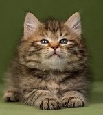 В мире,  где кошки царят в своих собственных империях,  питомник кошек сибирской породы традиционного окраса Golden Mascot’s превращается в оазис утончённой красоты и изящества.  
Наши сибирские коты ...