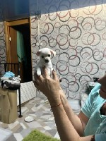 Собаки, щенки объявление но. 4364948: Щенки мини тойчик