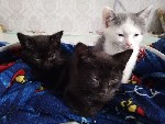 отдам котят в хорошие руки !
котята:  2 черненьких мальчики и 1 беленкая девочка
котятам 2,5 месяца едет сами к лотку приучены
очень игривые ...