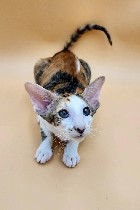 Корм объявление но. 4265949: Прекрасные ориентальные котята – 14 недель – готовы обрести любящий дом.  Напишите нам:  (jfw650736777@proton.  me)
