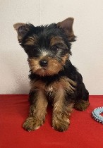 Собаки, щенки объявление но. 4277791: Йоркширский терьер мини,  есть доставка