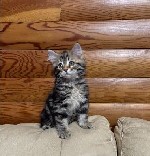 Разное объявление но. 3537527: Питомник кошек сибирской породы традиционного окраса