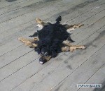 Услуги ветеринара объявление но. 4312273: Избавимся от Вашего питомца