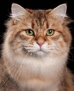 Разное объявление но. 3532431: Питомник кошек сибирской породы традиционного окраса