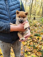 Услуги объявление но. 4063630: Сиба ину щенок с документами РКФ