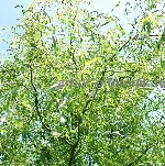 Растения объявление но. 4249018: Крупномеры в Москве и Подмосковье с доставкой и посадкой