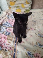 Кошки, котята объявление но. 4192549: отдам котят в хорошие руки