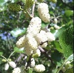 Растения объявление но. 3558384: Питомник растений и крупномеров предлагает саженцы с закрытой корневой системой