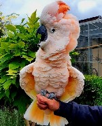 Животные и растения объявление но. 4395951: Моллукский какаду (Cacatua moluccensis) птенецы выкормыши