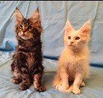 Предлагаю шикарных,  здоровых,  чистокровных котят породы Мейн Кун от крупных производителей данной породы.  
Котята приучены к лотку и когтеточке.  
Кушают корм,  мясо…
Документы системы WFA.  (до ...