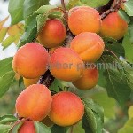 Растения объявление но. 3432893: Саженцы плодовых деревьев на весну с доставкой и посадкой