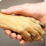 Первая консультация - БЕСПЛАТНО !
Окажем Профессиональную юридическую помощь при спорах по вопросам оказания ветеринарных услуг Вашему питомцу.  
- Вы считаете,  что Вашему питомцу оказали некачеств ...