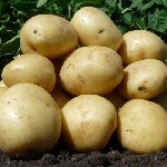 Продукты питания объявление но. 4416997: Овощи оптом с ежедневной отгрузкой из Алтайского края