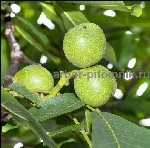 Растения объявление но. 3432893: Саженцы плодовых деревьев на весну с доставкой и посадкой