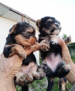 Собаки, щенки объявление но. 4277791: Йоркширский терьер мини,  есть доставка