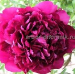 Саженцы пионов купить в Москве,  пионы в горшках для посадки из интернет магазина и питомник Арбор.  

Мы сами выращиваем пионы,  розы,  гортензии и другие растения на нашем поле в Раменском районе. ...