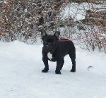 Услуги объявление но. 1182650: Символы Нового года под елочку.